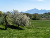 Obstbaumblüte bei Hochstätt am Chiemsee mit Hochfelln